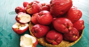 tadas, o jambo é uma fruta simples, nativa da Ásia, mas que conquistou o paladar