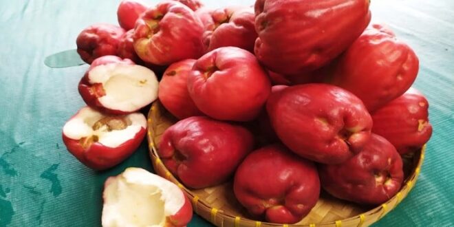tadas, o jambo é uma fruta simples, nativa da Ásia, mas que conquistou o paladar
