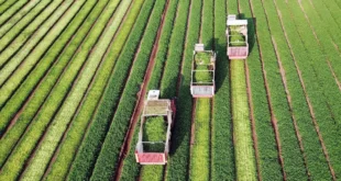 A mecanização no campo melhora a produtividade, mas também influencia o valor final da produção