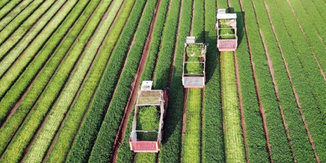 A mecanização no campo melhora a produtividade, mas também influencia o valor final da produção