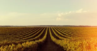 Culturas como milho, soja e arroz estão entre as principais commodities do agronegócio