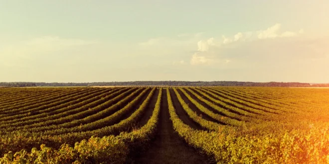 Culturas como milho, soja e arroz estão entre as principais commodities do agronegócio