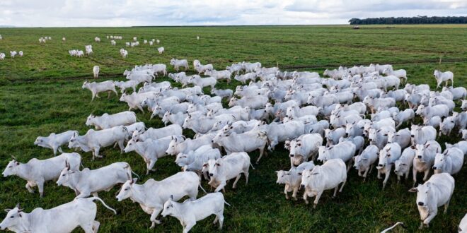 Foto: Marcus Mesquita/Shutterstock